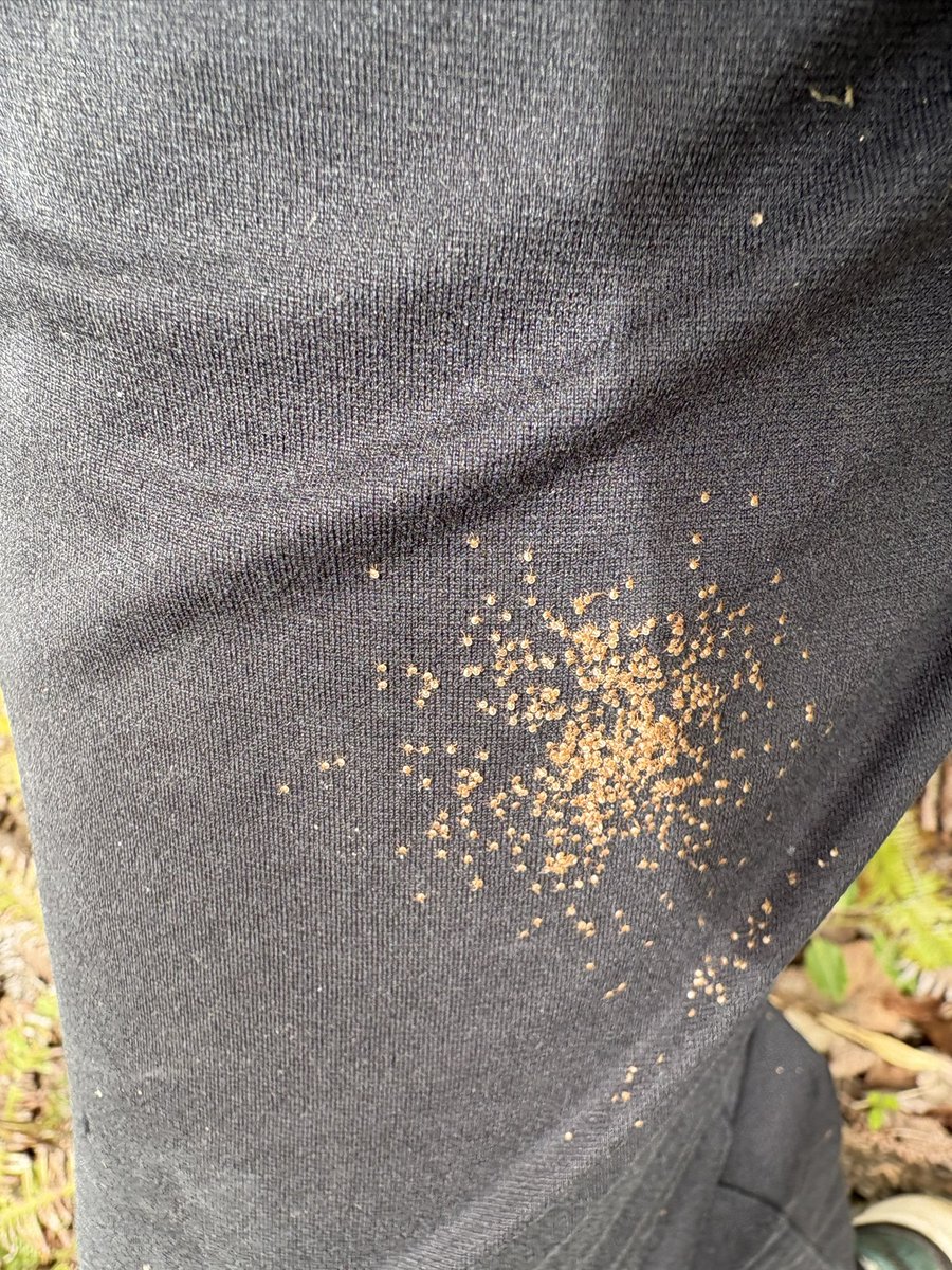 𝑳𝒖𝒄𝒂𝒏𝒊 𝑯𝒊𝒓𝒂𝒕𝒂𝒓𝒐 tweet media