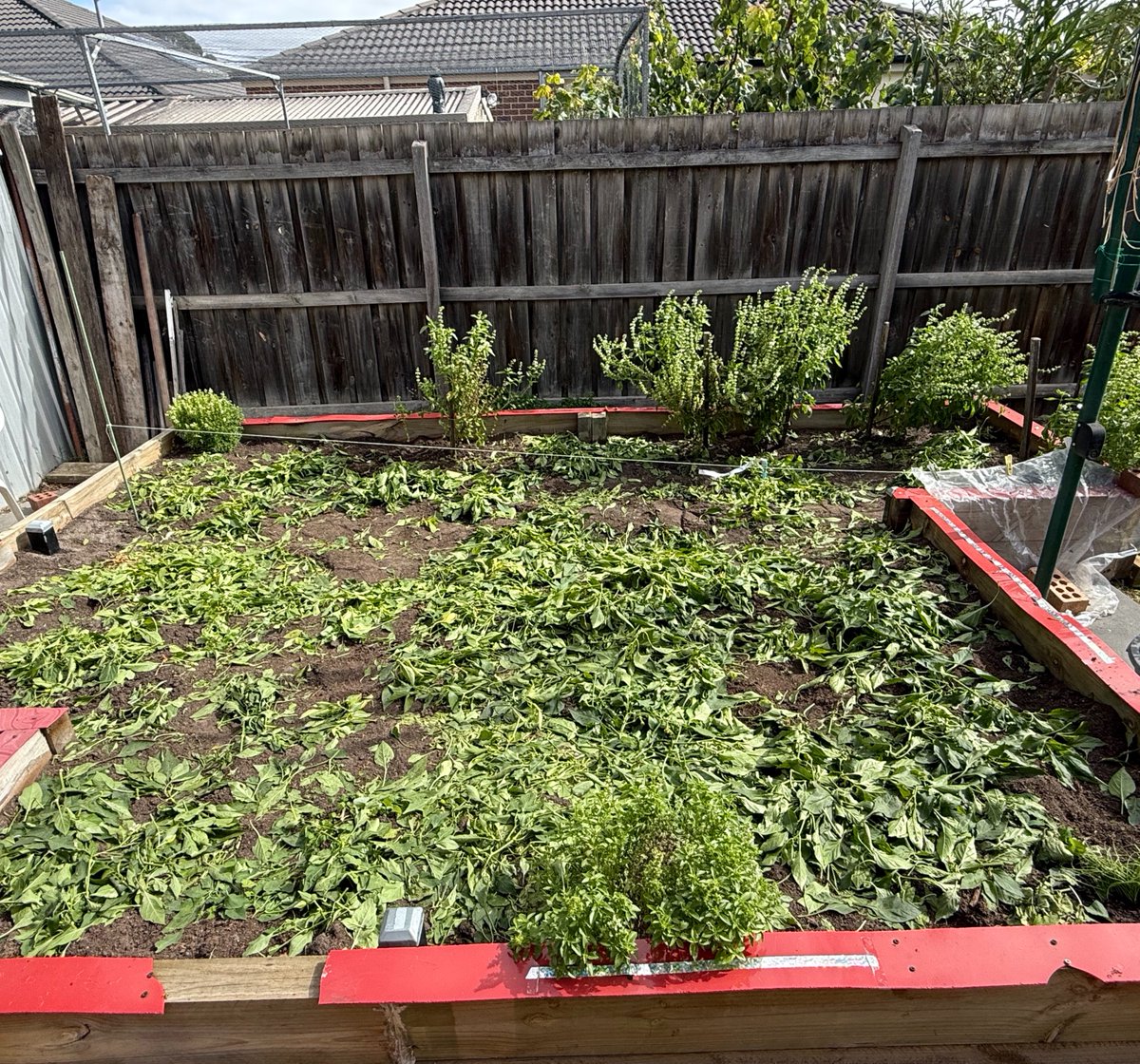 IncrediblyBozza's tweet image. Until next time….. 😢 😔 but at least I’ve got basil 🌿 😍 thank you to the weather we’ve had this year, I’ve had an amazing garden. #melbweather #melbourneweather