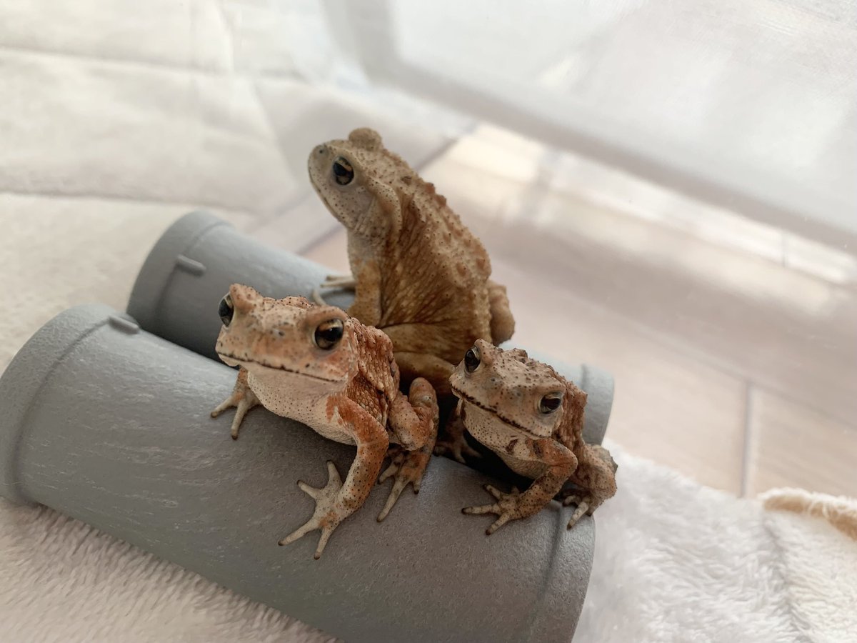 黒豆茶 tweet media