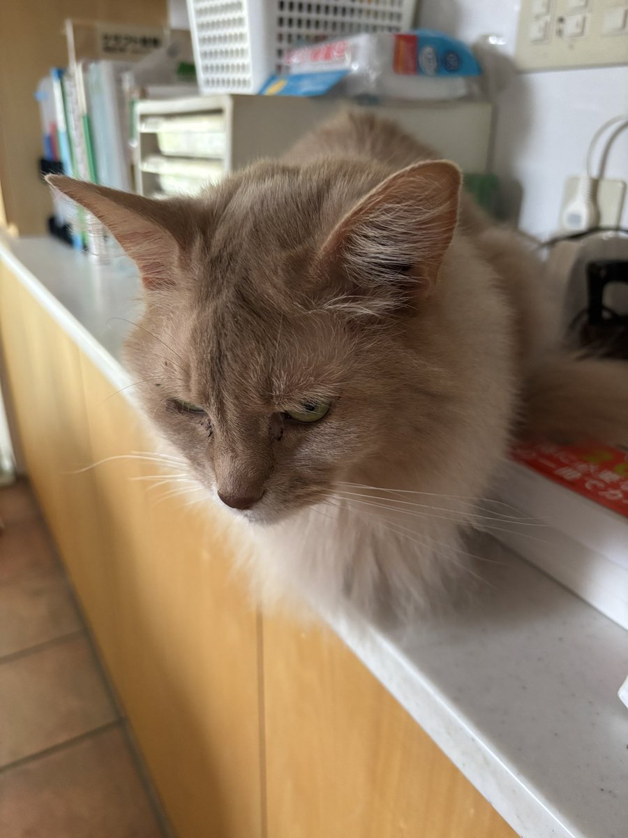 さんくす@会社員FANKS tweet media