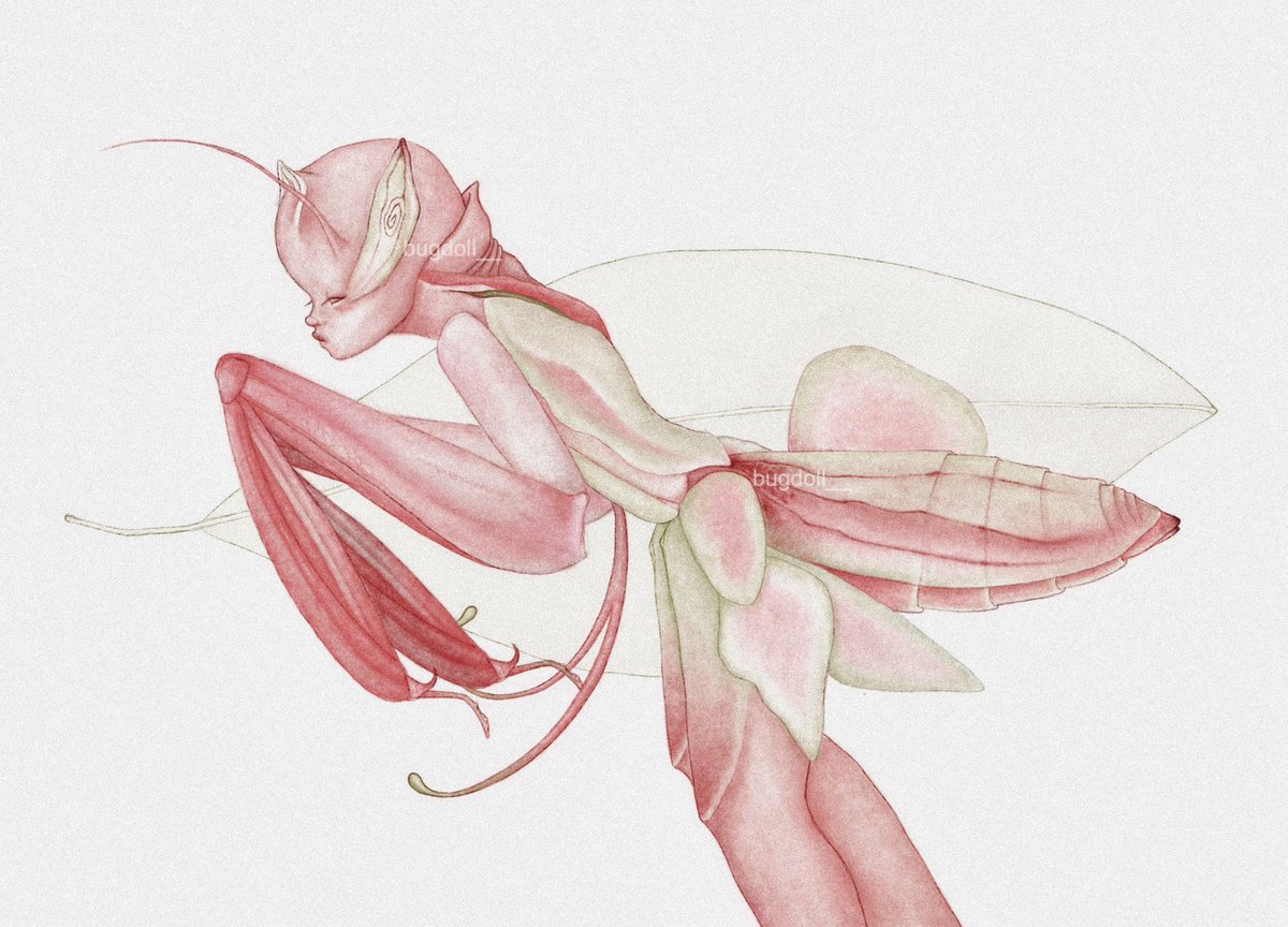 orchid mantis gremlin