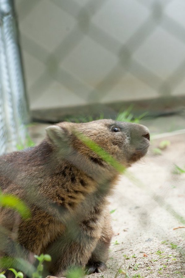 2016/12 カッコ可愛いワインくん🥰

#ウォンバット #wombat #五月山動物園  #ワインさん