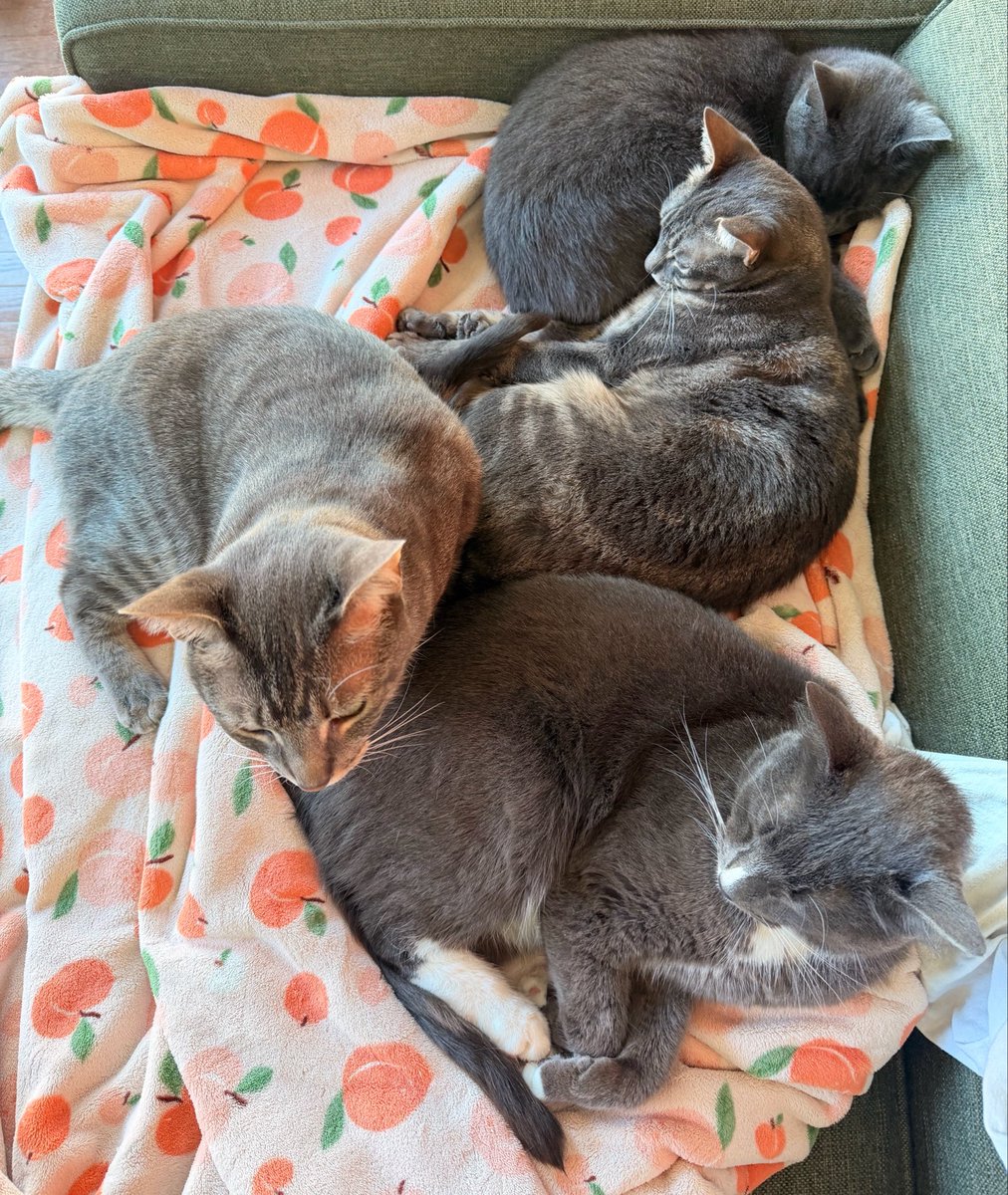 Freddie 🌻 tweet media