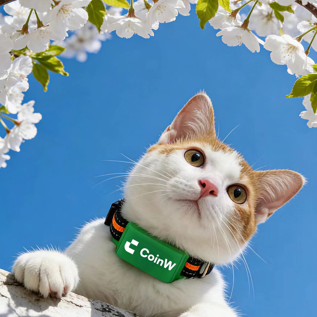 CoinW币赢 tweet media