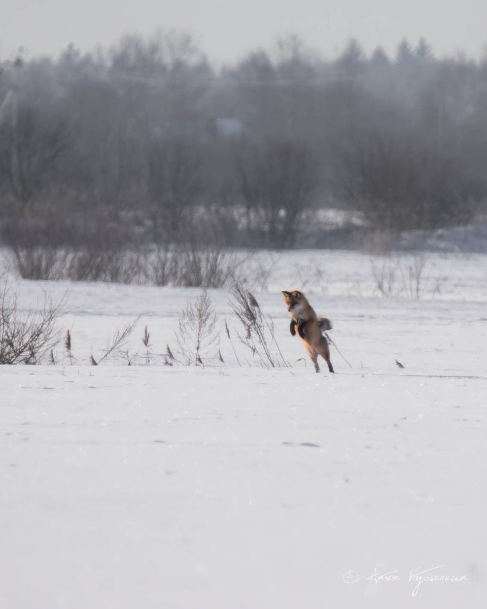 просто аня просто tweet media