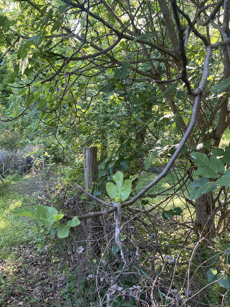 Moomin3371's tweet photo. 時々森の剪定にも行きます🌳
通るのに邪魔な枝を少しカットする位です
去年背伸びして取ったイチジクの枝が「どうぞ💕」という感じで下まで垂れ下がってきてくれた
🪵置き場のイチジクはまだ実がならず
私にぴったりくっついてくる猫さんと花🌼じゃらしで遊んだ
#アメリカ田舎生活
#FigTrees https://t.co/kRv60QbT50