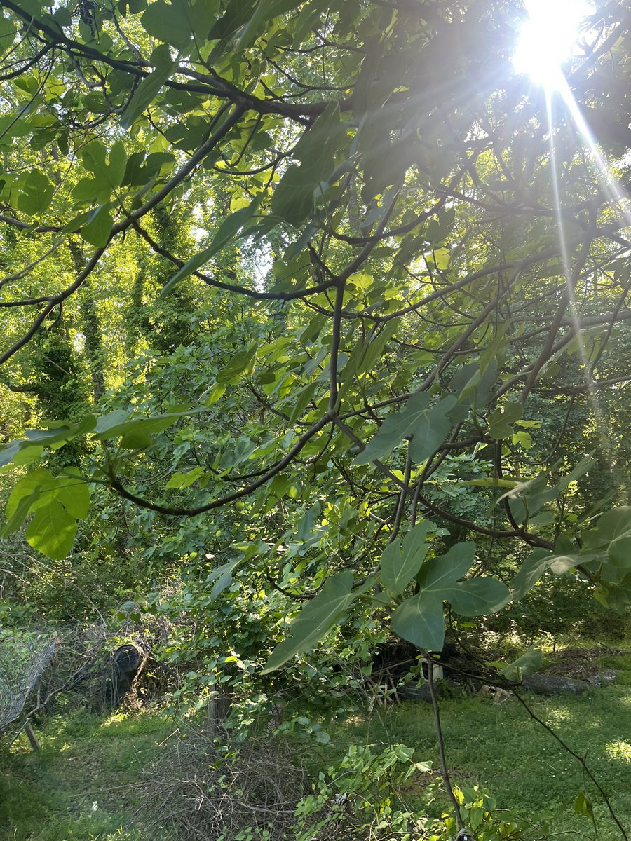Moomin3371's tweet photo. 時々森の剪定にも行きます🌳
通るのに邪魔な枝を少しカットする位です
去年背伸びして取ったイチジクの枝が「どうぞ💕」という感じで下まで垂れ下がってきてくれた
🪵置き場のイチジクはまだ実がならず
私にぴったりくっついてくる猫さんと花🌼じゃらしで遊んだ
#アメリカ田舎生活
#FigTrees https://t.co/kRv60QbT50