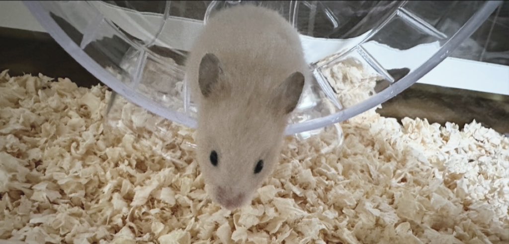 紅呀 ໒꒱† tweet media