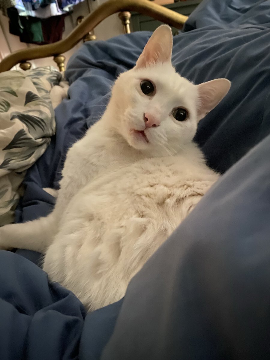 mikki 𓆏𓍊𓋼𓍊 tweet media