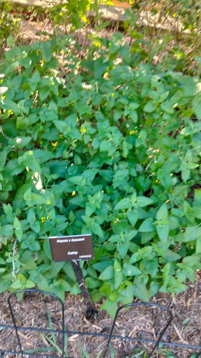 MarkDABond's tweet image. #Catmint!
#Catnip!

I'm surprised there aren't cars here at night.

And I was just thinking, all these tablets I take every day for various things and I could just be rolling around in a garden somewhere or drinking tea!