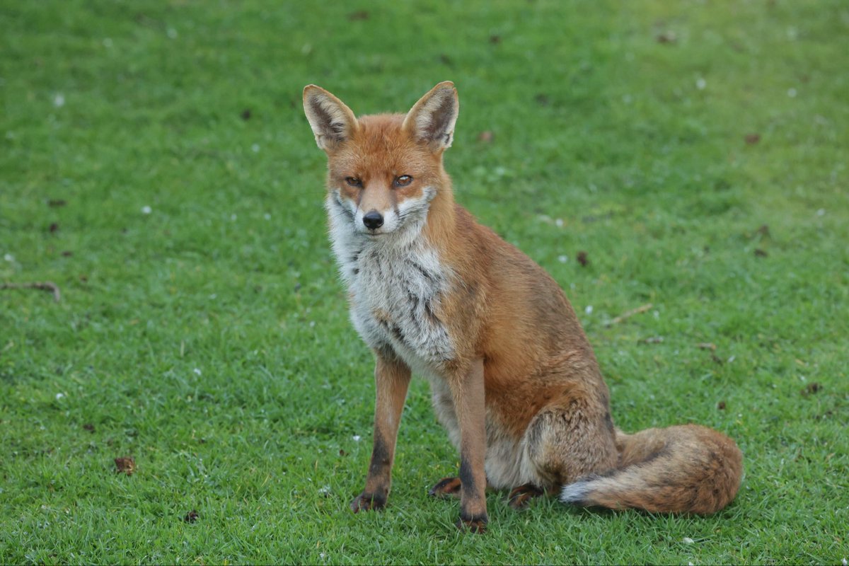davidhateley's tweet photo. A couple of vixens and a dog fox this evening near Walsall. #foxoftheday @BBCSpringwatch https://t.co/kESvyL7pif