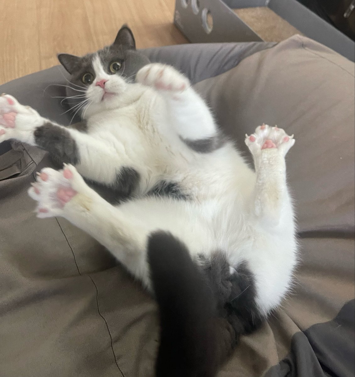 コテツとまる tweet media