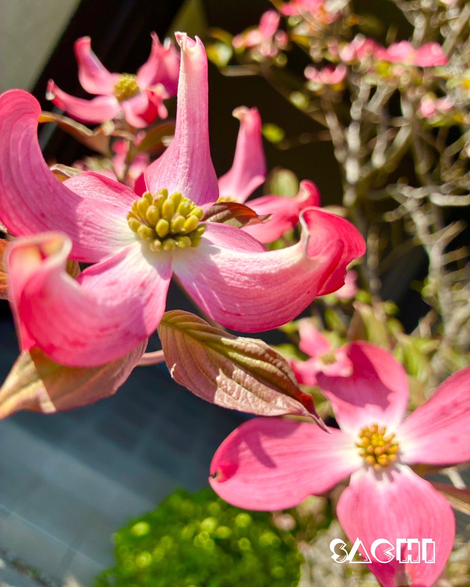 sachikichi513's tweet image. 🌈☀️4／18おはさち〜🌺🌈

土曜日は忙しいから嫌い💦

仕事終わったら
ガリガリ君買って帰ろw

素敵な1日を💐
‘

　　　　　　＼　／
　　　　　(＿O|･|O)
　　 　　（  ´・ω・)ｲｯﾃｸﾙ💕
　　　　~~(==O┬O
　　  ｷｺｷｺ◎-ヽJ┴◎ 
🌱🌱🌱🌱🌱🌱🌻幸🌻

#お友達募集中
#懸賞垢さんと繋がりたい