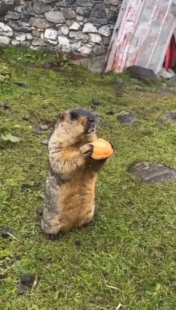 Loadbalan tweet media