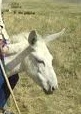 کرد ایرانی = جاش 
این واژه کرد ایرانی سالهاست در کوردستان ترجمه صحیح و پرمعنایی دارد. ترجمه را نوشتم همون بالا
پس ازین به بعد به جای واژه نامأنوس کرد ایرانی بنویسید جاش
جاش به کُرًه الاغی میگویند که سواری دادن را یاد بگیرد.