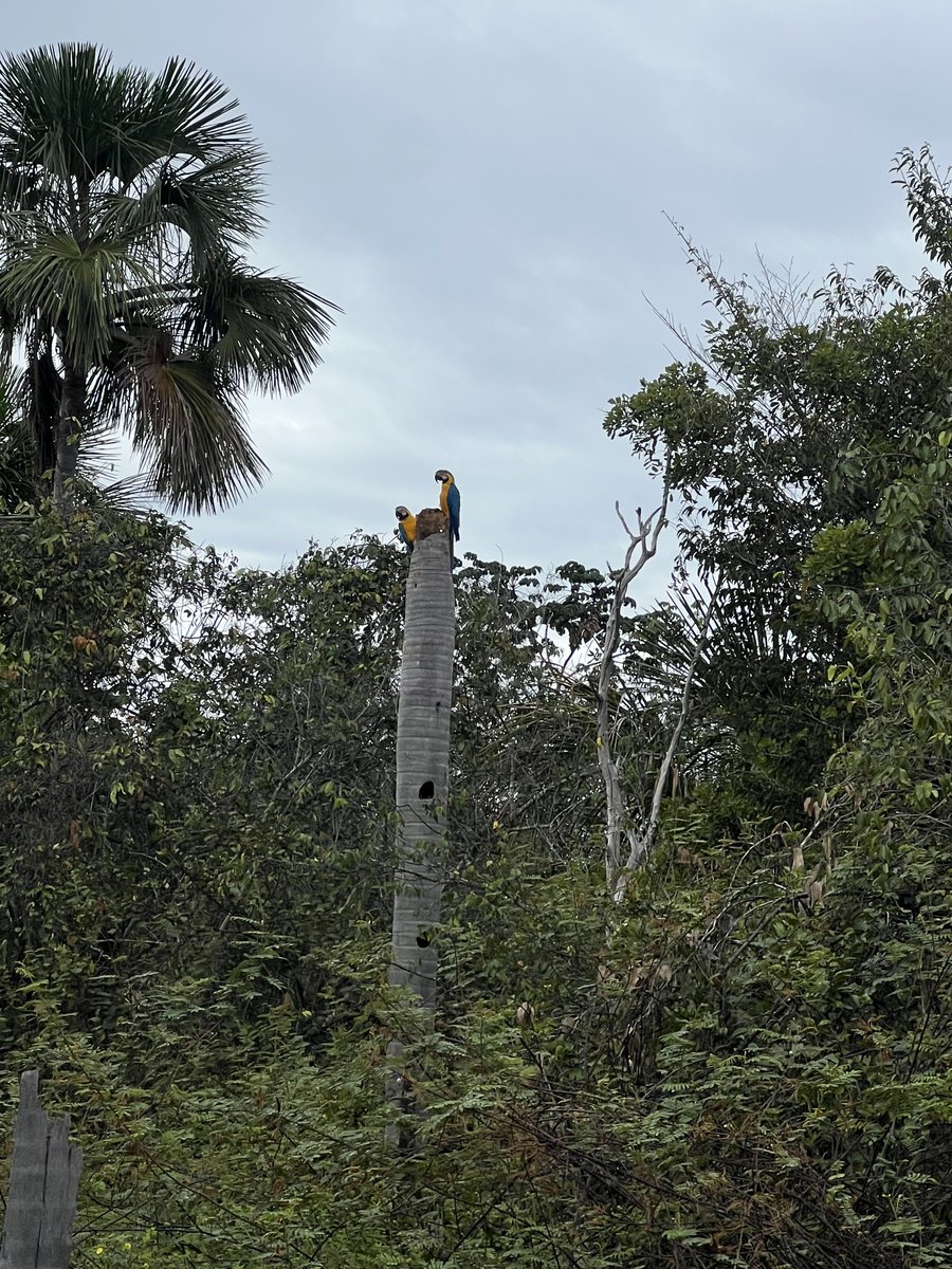 Jose Gilson tweet media