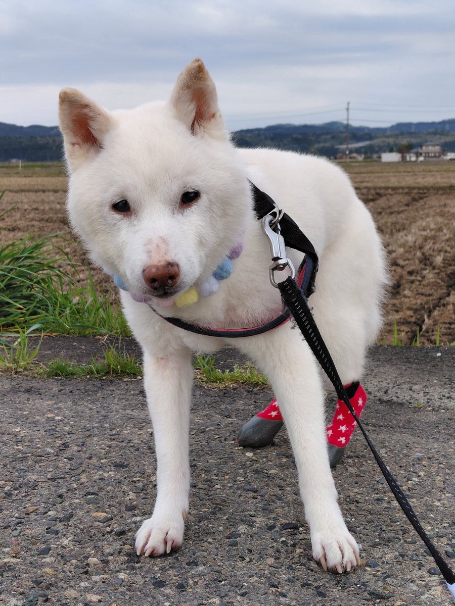 白柴らんたん tweet media