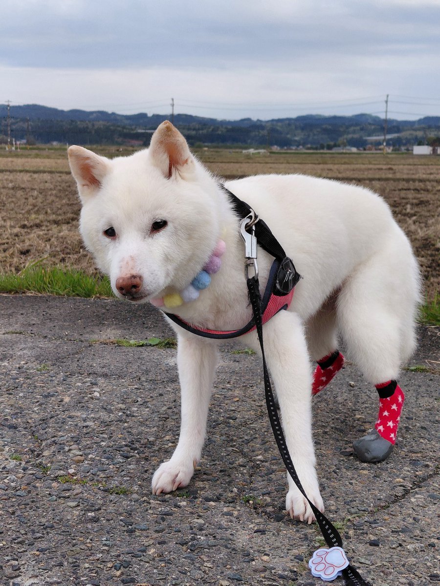 白柴らんたん tweet media