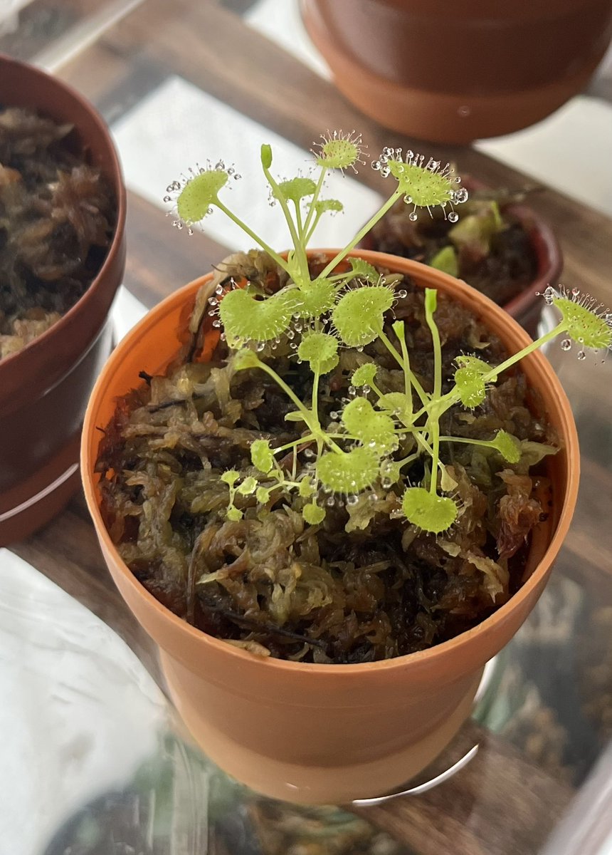 しれい/sri tweet media