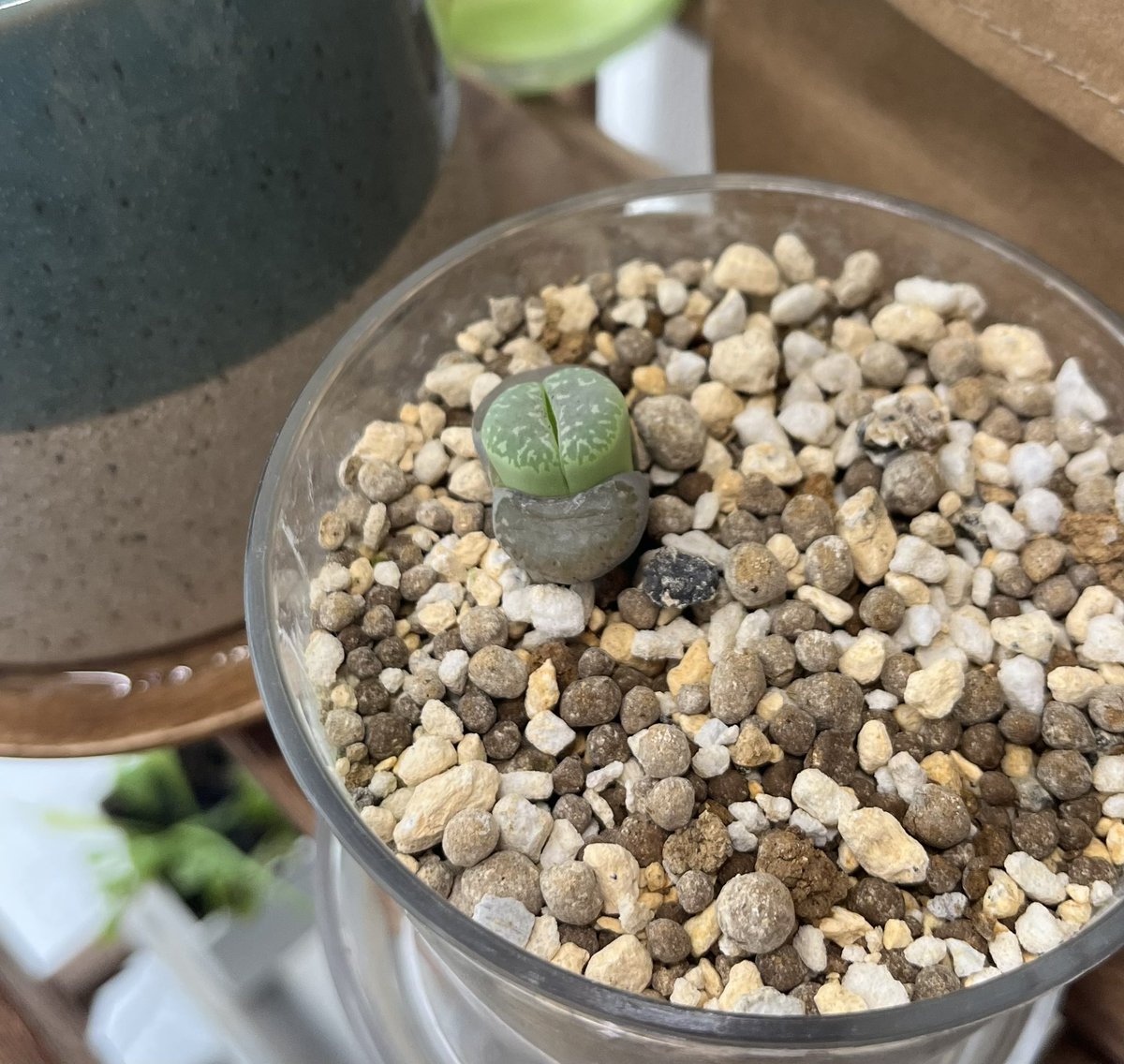 しれい/sri tweet media