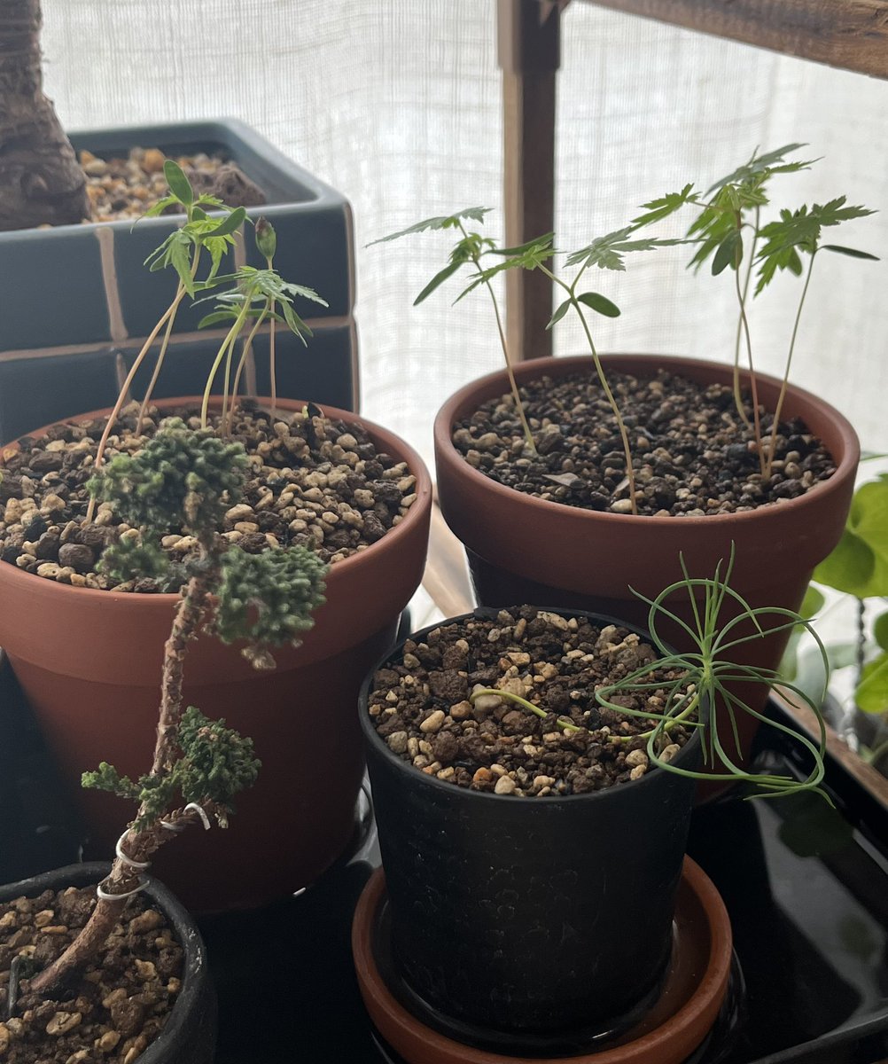 しれい/sri tweet media