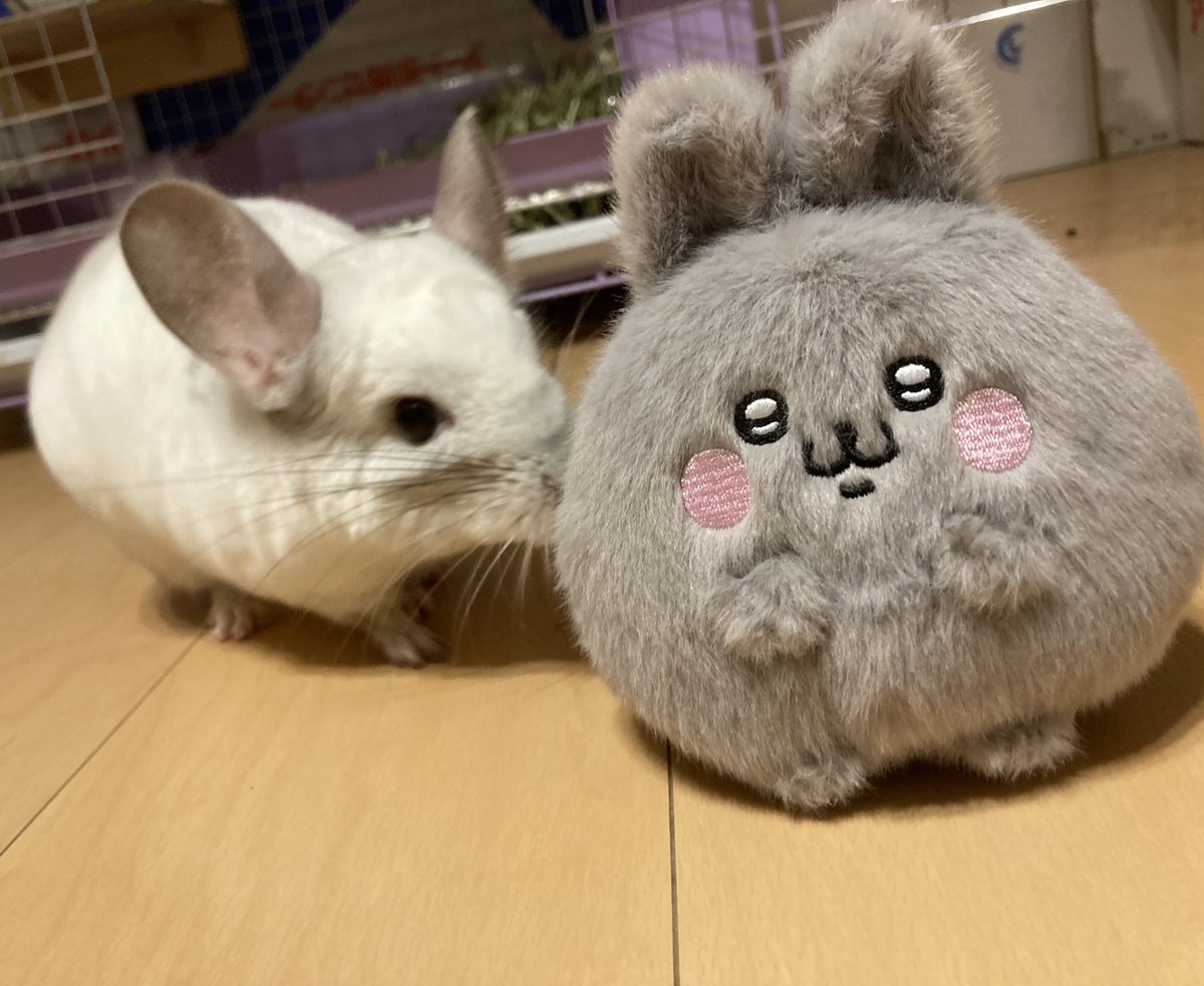 ハルノ tweet media