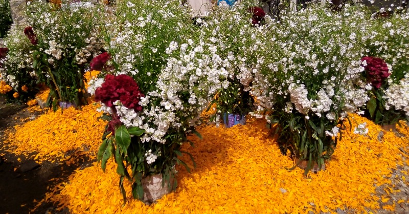 prezgarmaju's tweet image. EL DÍA DE MUERTOS EN SAN FRANCISCO PUTLA

Vive la alegría del Día de Muertos: una festividad vibrante entre tradiciones, flores, comida y bebida. ¡Únete al jolgorio y celebra la vida!

👉tinyurl.com/ldcronica

#TradicionesMéxicanas #Tradiciones #DíadeMuertos