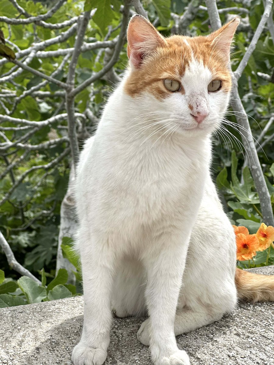 CatsofIraklia's tweet image. Say hello to Larry, a neutered male who lives in the village by the port on this tiny Greek island where our kind volunteer Kia cares for the Aegean #Cats 
You can help the #cats by making a small donation to fund vital veterinary care and food. Purr!
gofundme.com/f/cats-of-irak…