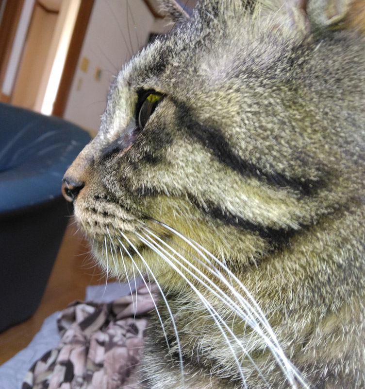 Mihitade Iko tweet media