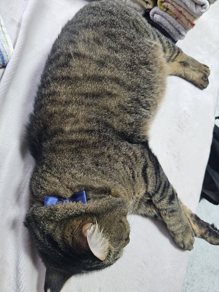 ねこฅ^•ω•^ฅ tweet media