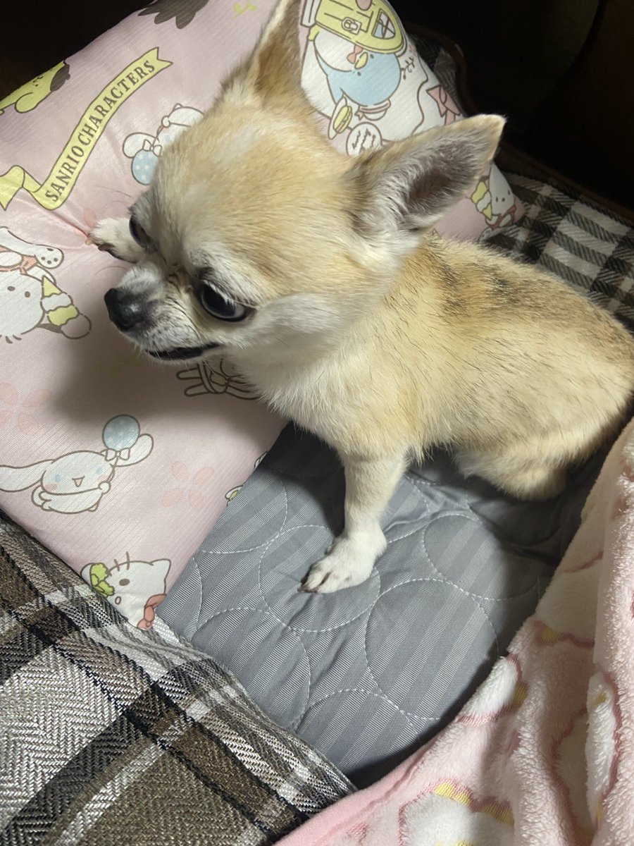 チワワのジェリーたん tweet media