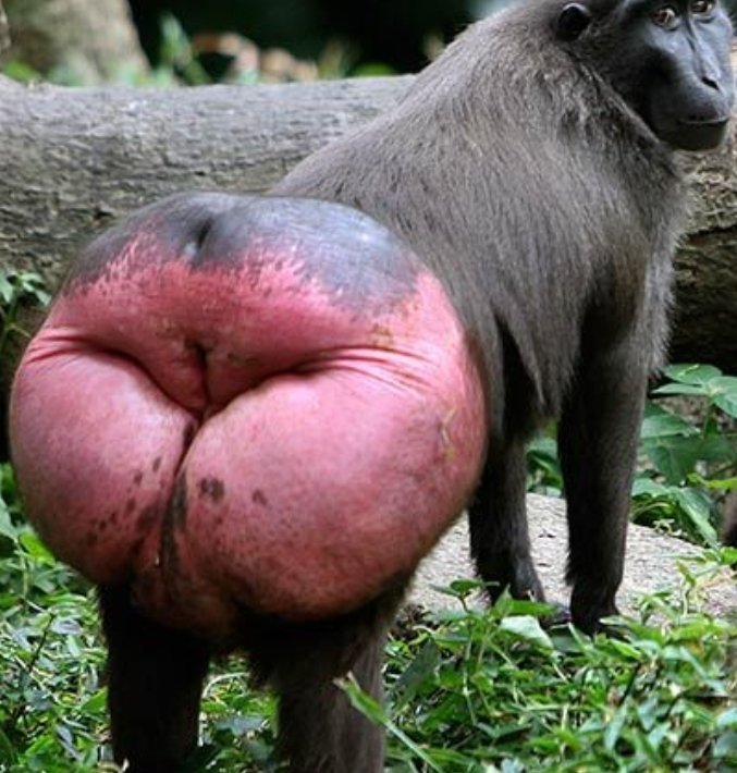 Úbeda y Barinaga empalados en Brandsen 805 tweet media