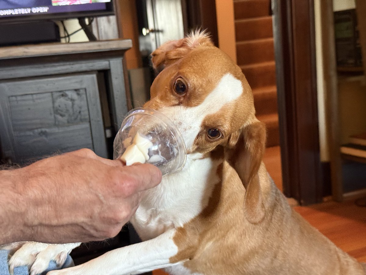 HoundDogLove1's tweet image. Faces of a surprise ice cream treat! I think Elwood approves! #icecream #beagle #love