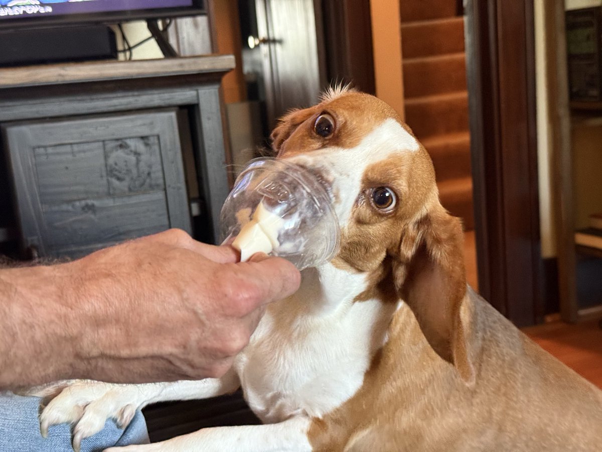 HoundDogLove1's tweet image. Faces of a surprise ice cream treat! I think Elwood approves! #icecream #beagle #love