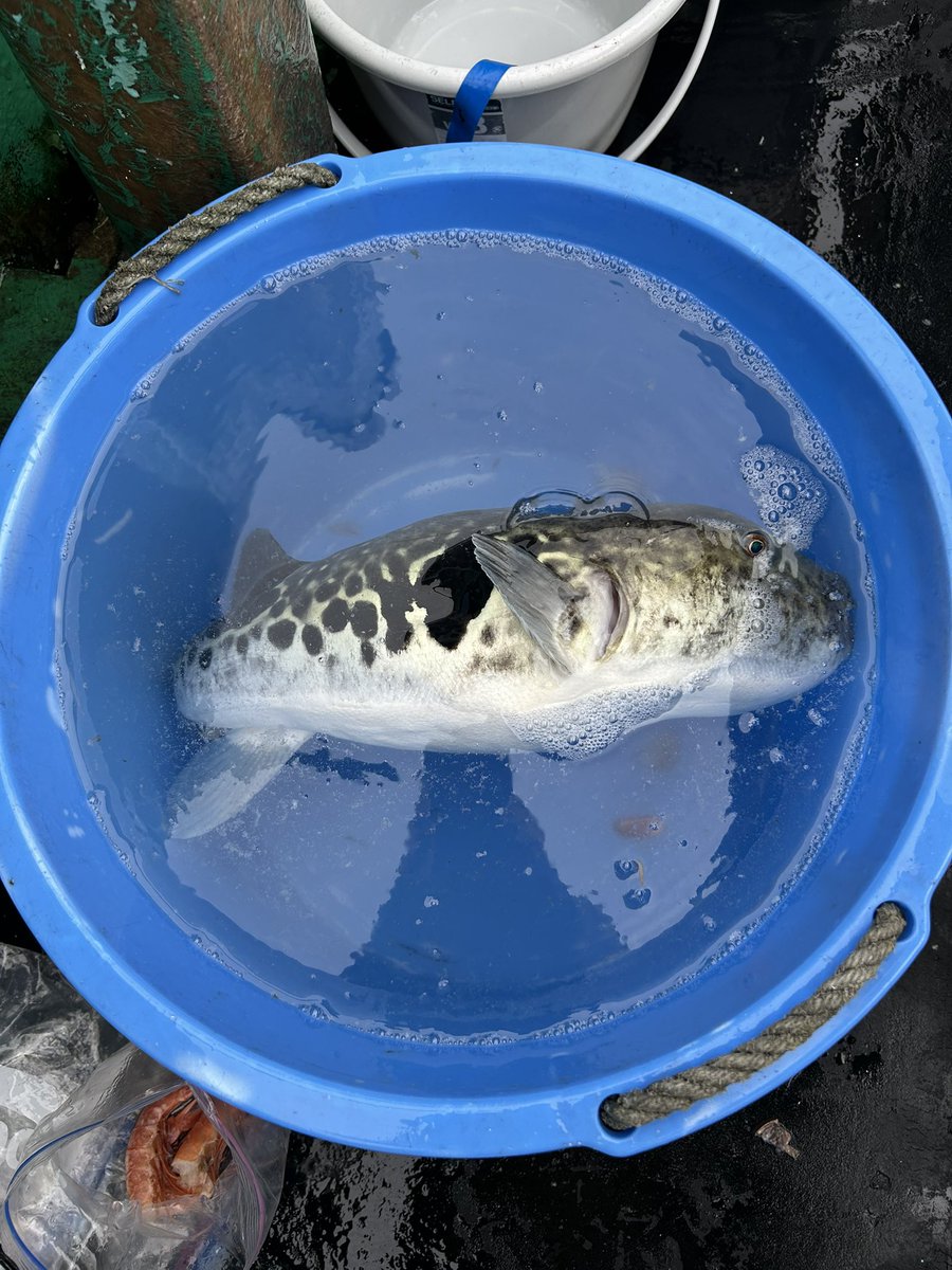 tsurikichi junpei tweet media