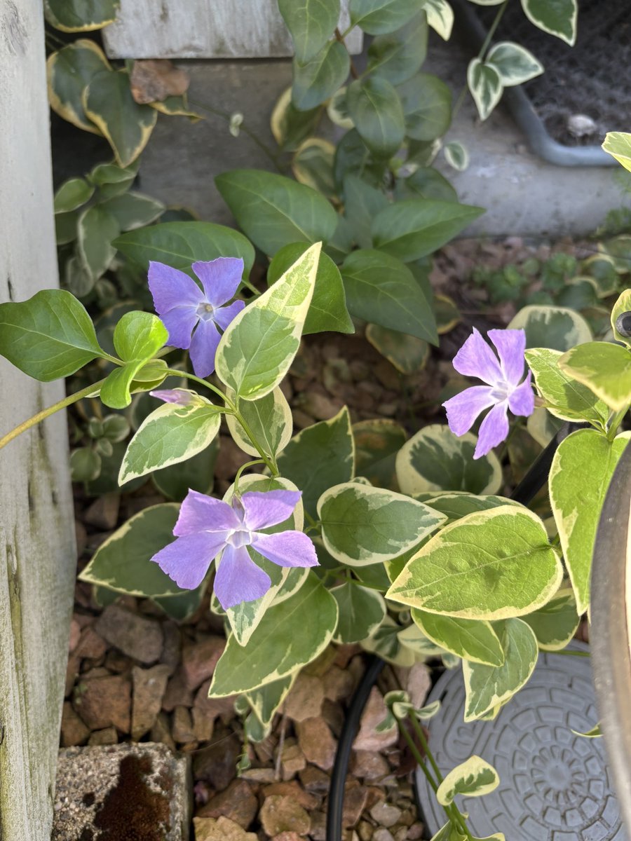 RISA♨️🌼🌷 tweet media