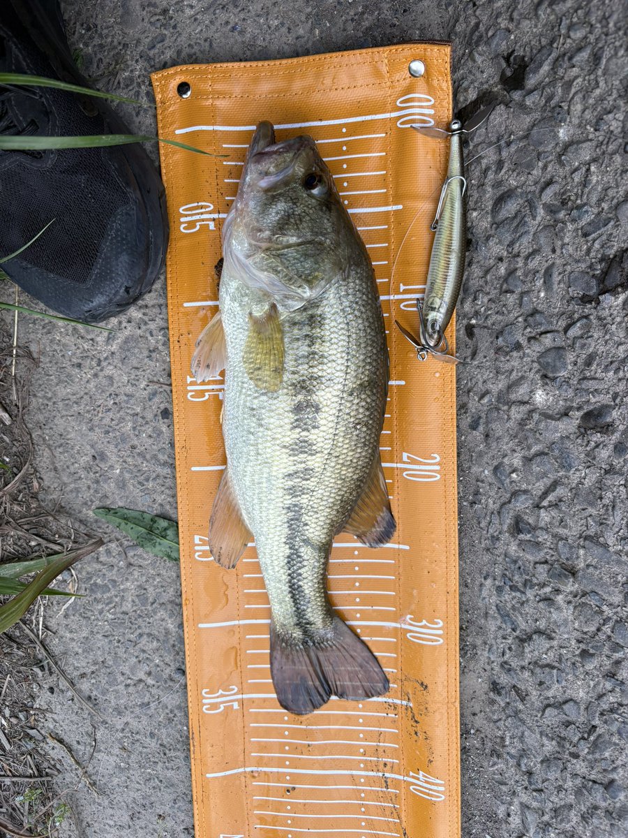 野良tacos↓↑🐸🐭 tweet media