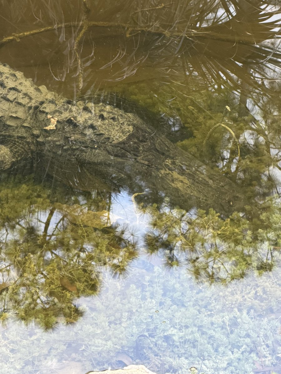 Tamara 🐊🌻 tweet media