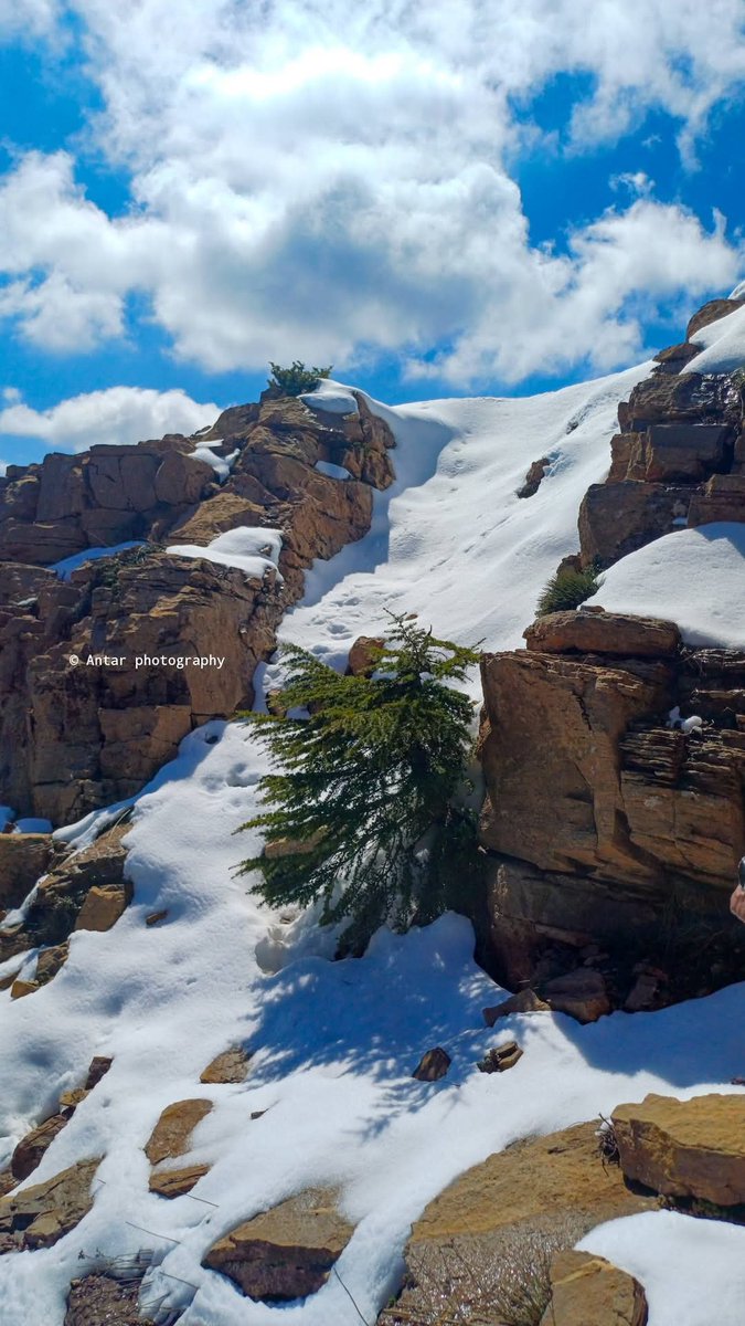 Numidia silin tweet media