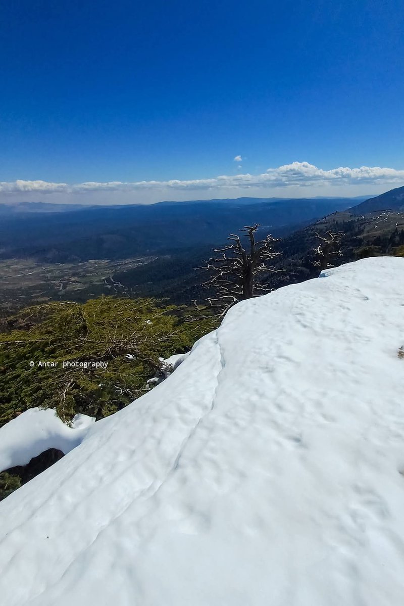 Numidia silin tweet media