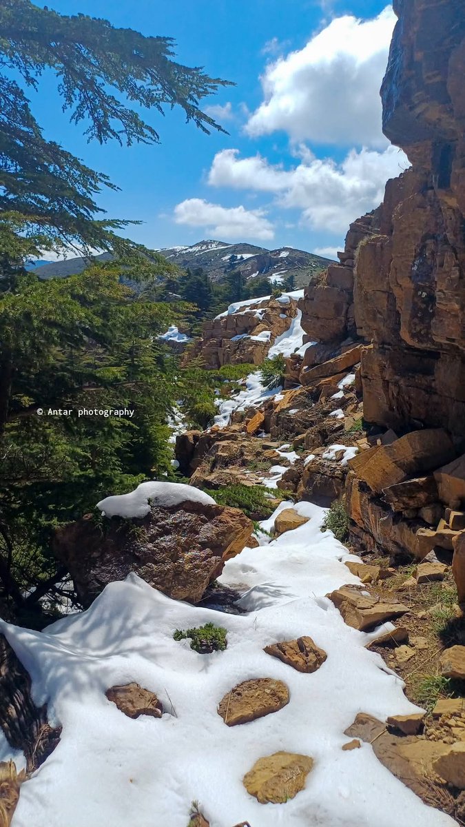 Numidia silin tweet media