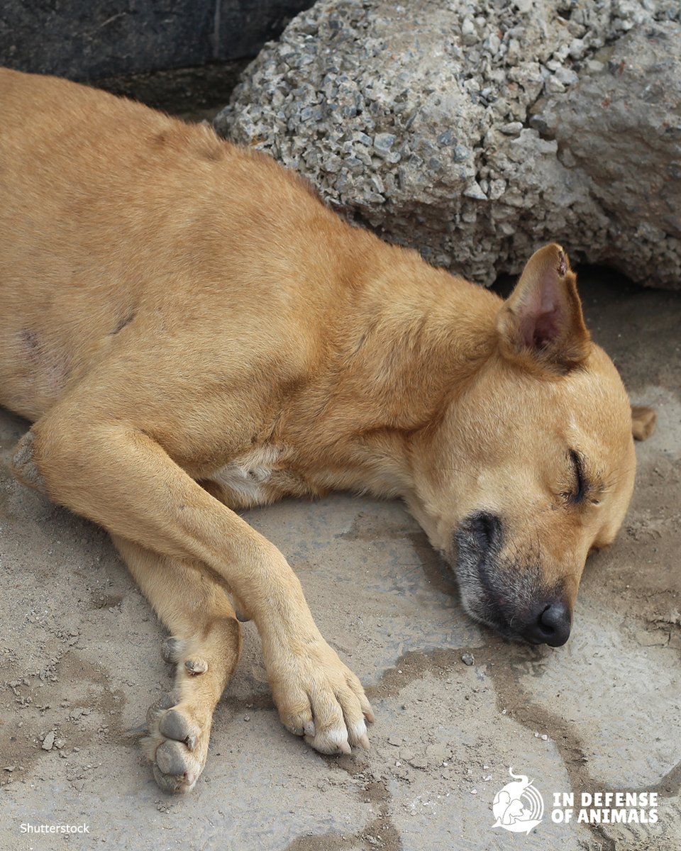 IDAUSA's tweet image. #India’s top court is deciding the future of street #dogs.
Policies could mean protection or harm.
While the decision is held, millions of dogs wait.
Read more: bit.ly/4cfffAA
Pls RT &amp;amp; support bit.ly/4mBqpTR
#StrayDogs #AnimalProtection
