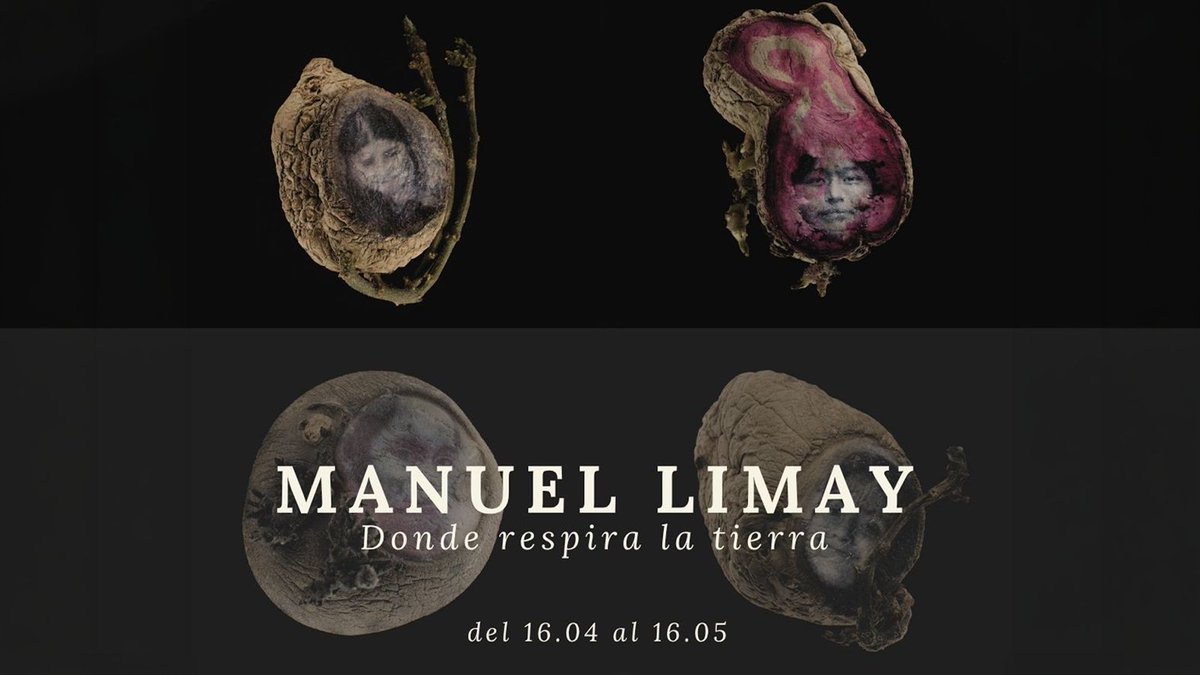 Cipotato's tweet photo. Del campo 🌱 a la galería en Lima, Perú.

Donde respira la tierra, de Manuel Limay, traslada la chacra andina al espacio expositivo para reflexionar sobre memoria, biodiversidad y cultura.

Una experiencia que invita a repensar nuestra relación con la tierra.

📅 Hasta el 16/05 https://t.co/pFFj7o47V5
