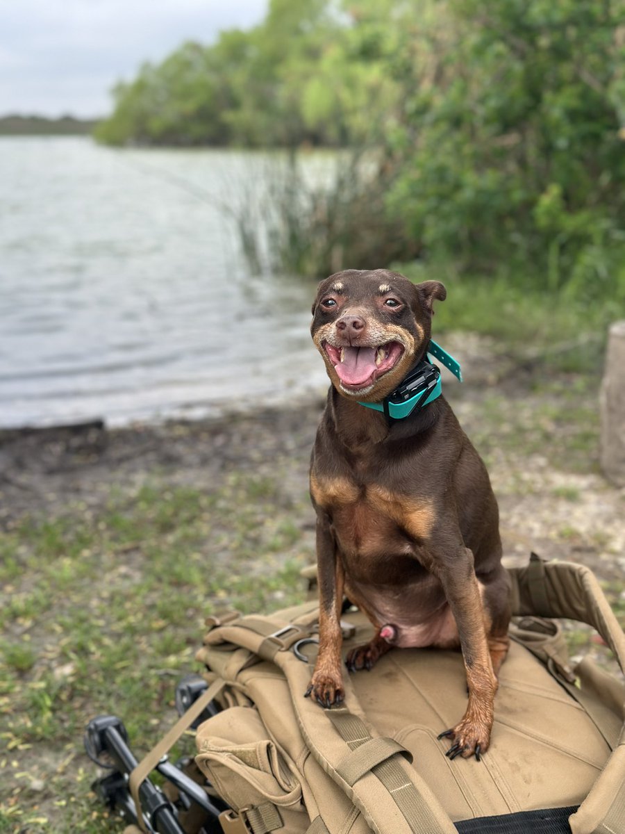 YourDogDad's tweet photo. Had a day with my oldest today. https://t.co/5dlSz7CJQL