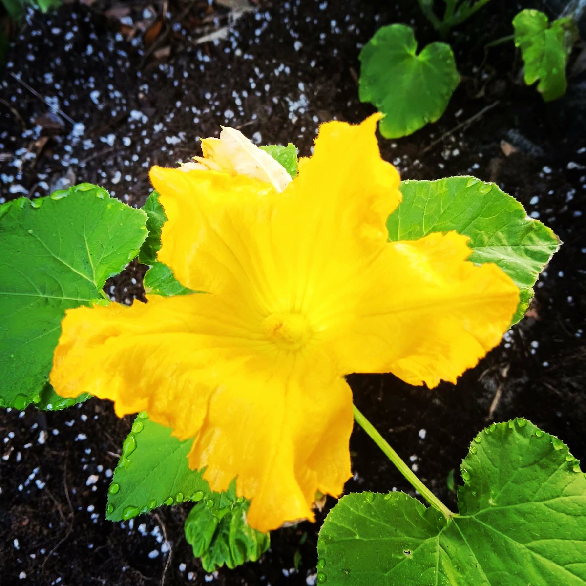 Happy #FlowersOnFriday 
Squash Flower