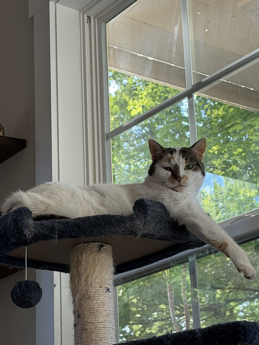 Chris White 🇺🇸 tweet media