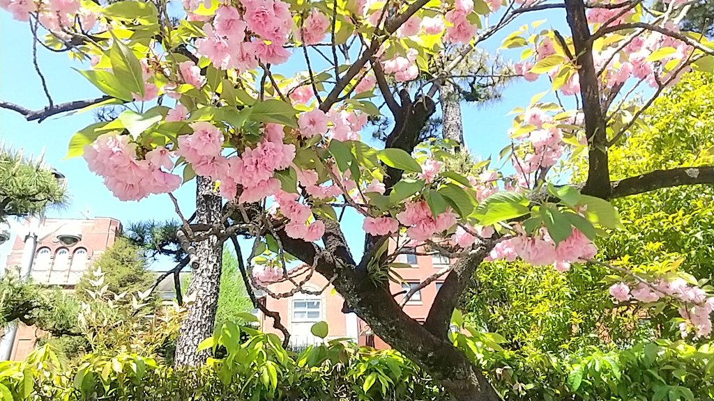 KM1280's tweet photo. 同志社女子大の八重咲きの桜です。外から見えます。 https://t.co/fNS1p09plT