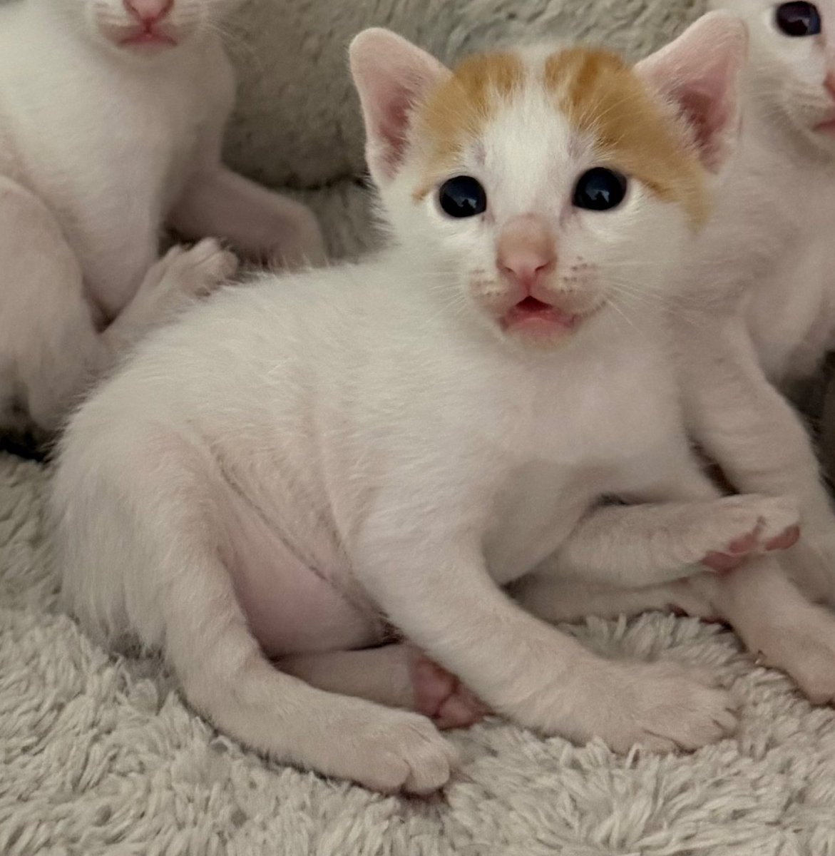 يـوشـيـن. tweet media