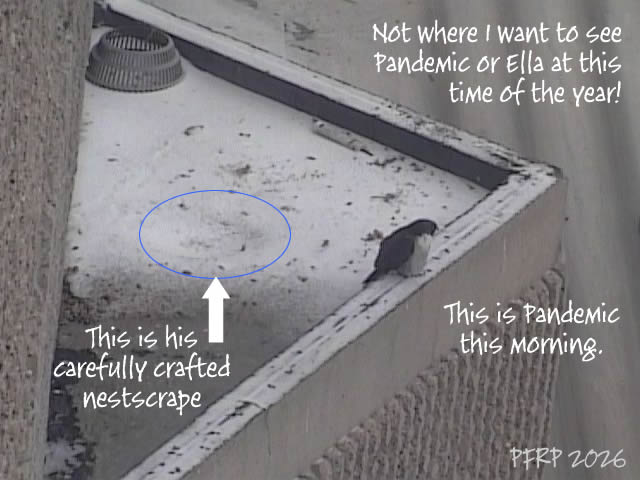 The Peregrine Chick tweet media