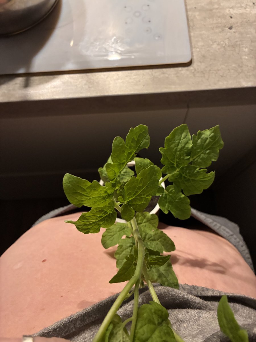 Евосиф tweet media